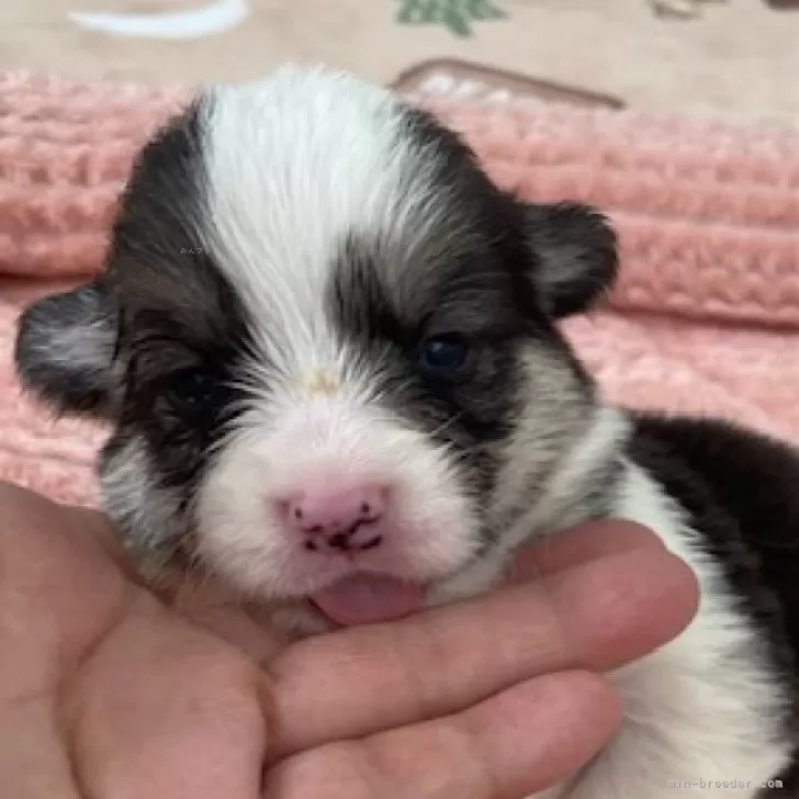 ID：2406-00886の子犬