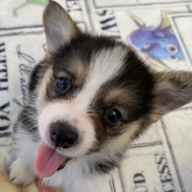 ID：2311-01465の子犬