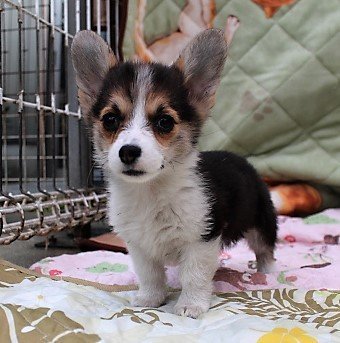 ウェルシュ・コーギー・ペンブローク【石川県・女の子・2018年11月10日・トライカラー】の写真「とっても可愛い女の子❣フルカラー」