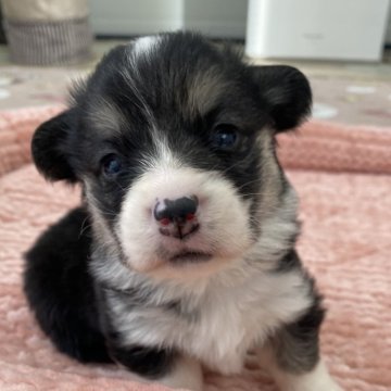 ウェルシュ・コーギー・ペンブローク【石川県・女の子・2024年2月26日・トライカラー】の写真「愛らしく可愛いです。」