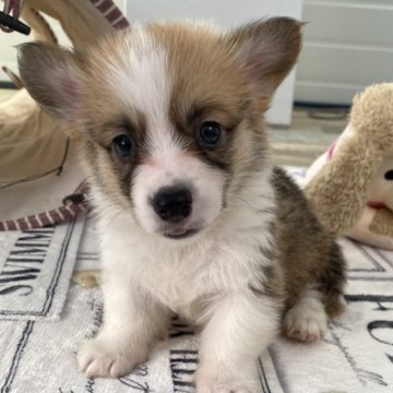 ウェルシュ・コーギー・ペンブローク【石川県・男の子・2023年9月24日・レッド&ホワイト】の写真「最高の組み合わせです。」