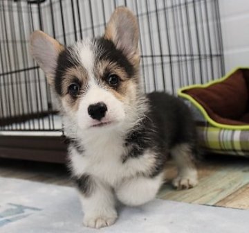 ウェルシュ・コーギー・ペンブローク【石川県・男の子・2022年2月11日・ブラックタンホワイト】の写真「アメリカチャンピオンの素晴らしい子です。」