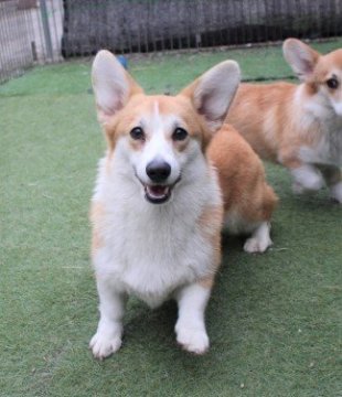 ウェルシュ・コーギー・ペンブローク【石川県・女の子・2018年6月3日・レッドアンドホワイト】の写真「性格もよくとても良い子です。」