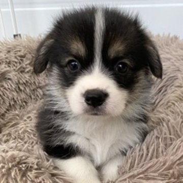 ウェルシュ・コーギー・ペンブローク【石川県・女の子・2023年6月10日・トライカラー】の写真「綺麗で可愛い素晴らしい子です。」