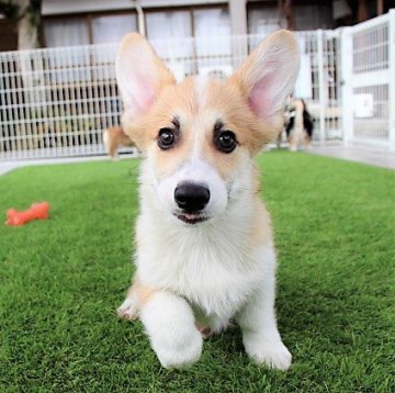 ウェルシュ・コーギー・ペンブローク【石川県・男の子・2019年10月17日・レッド&ホワイト】の写真「甘えん坊です❣」