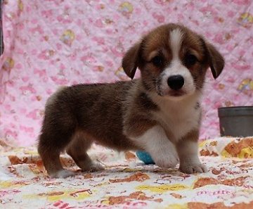 ウェルシュ・コーギー・ペンブローク【石川県・女の子・2018年6月3日・レッドアンドホワイト】の写真「可愛いアメリカグランドチャンピオンの子❢」