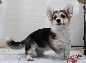 ウェルシュ・コーギー・ペンブローク【石川県・女の子・2021年11月4日・トライカラー】の写真「尻尾あり女の子４」