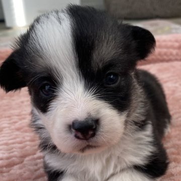 ウェルシュ・コーギー・ペンブローク【石川県・女の子・2024年2月26日・トライカラー】の写真「愛らしく可愛いです。」