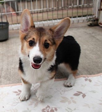 ウェルシュ・コーギー・ペンブローク【石川県・女の子・2018年7月30日・トライカラー】の写真「お父さんはアメリカチャンピオン、トライカラーの可愛」
