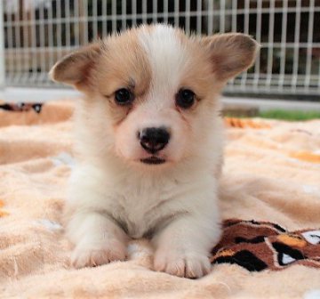 ウェルシュ・コーギー・ペンブローク【石川県・男の子・2021年1月16日・レッド&ホワイト】の写真「甘えん坊です❣」