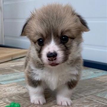 ウェルシュ・コーギー・ペンブローク【石川県・女の子・2022年5月23日・レッド&ホワイト】の写真「尻尾あり女の子３」