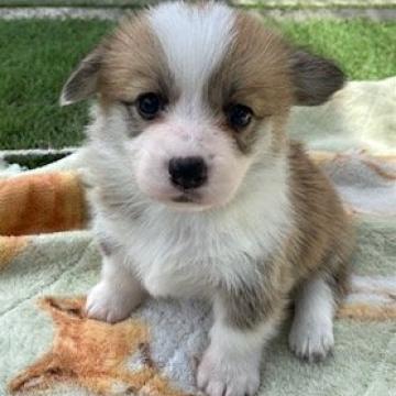 ウェルシュ・コーギー・ペンブローク【石川県・女の子・2022年3月20日・レッド&ホワイト】の写真「将来が楽しみです。」