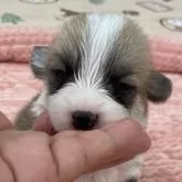 ウェルシュ・コーギー・ペンブローク【石川県・女の子・2024年5月20日・レッド&ホワイト】の写真1