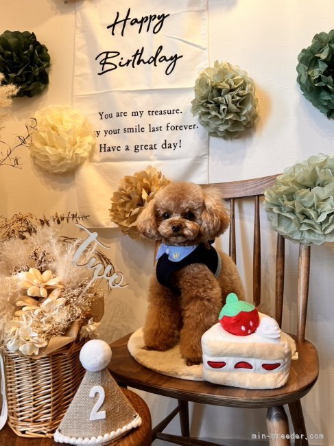 西山マサ子ブリーダーのブログ：２歳お誕生日おめでとうございます💕