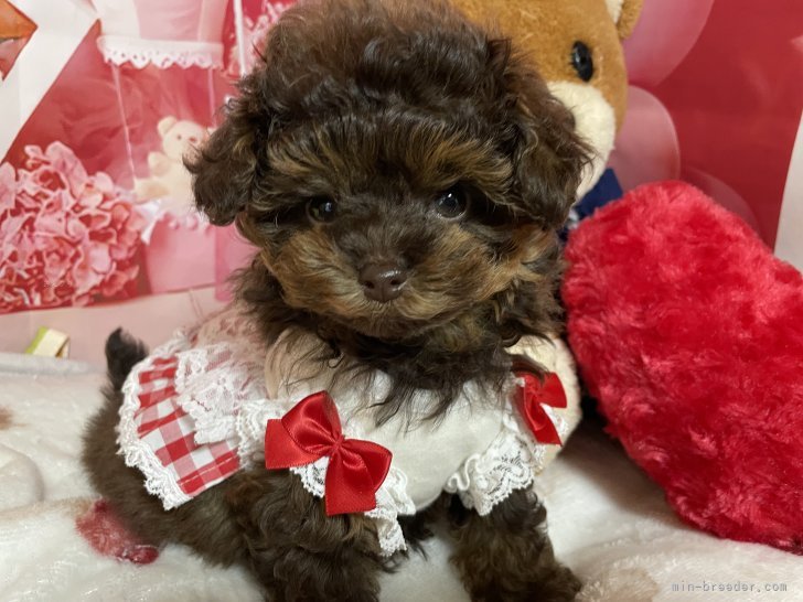 西山マサ子ブリーダーのブログ：可愛く成長してます