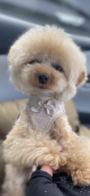 西山マサ子ブリーダーのブログ：可愛いお写真届きました。