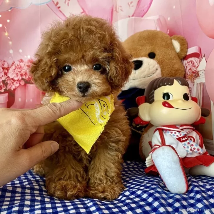 ID:2506-04750の子犬