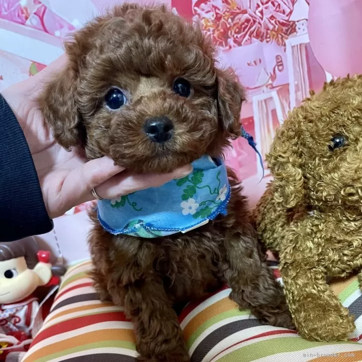 トイプードル(トイ)【宮崎県・男の子・2025年11月11日・レッド】の写真1