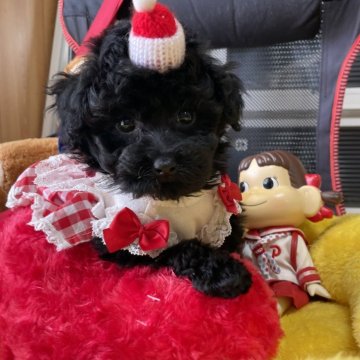トイプードル(タイニー)【宮崎県・女の子・2025年9月27日・ブラック】の写真「穏やかな子です^ ^」