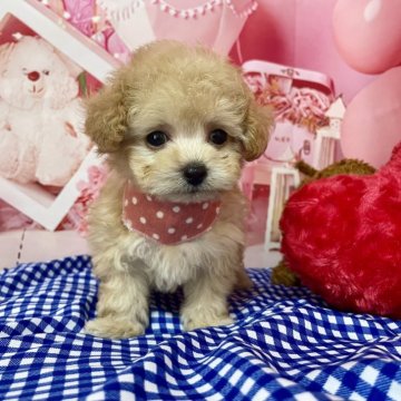 トイプードル(ティーカップ)【宮崎県・女の子・2025年7月14日・クリーム】の写真「全体的にコンパクトでチビチビです」