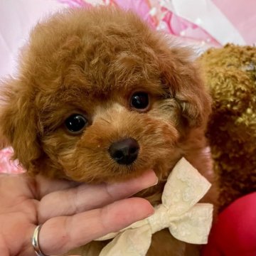 トイプードル(タイニー)【宮崎県・男の子・2025年5月1日・レッド】の写真「穏やかな子です」