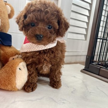 トイプードル(トイ)【宮崎県・女の子・2025年11月11日・レッド】の写真「おっとり系です特別価格です」