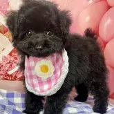 タイニープードル