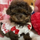 ミックス(トイプードル×ミックス)