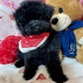 トイプードル(タイニー)