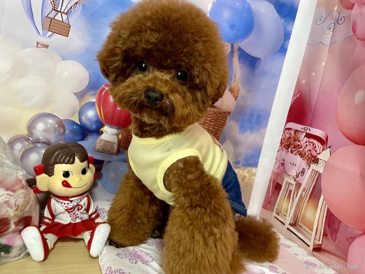 トイプードル(トイ)【・男の子・2023年8月19日・レッド】「人が大好きで愛嬌良い子です❤️」