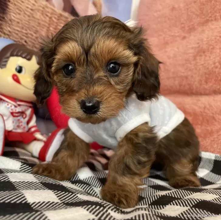 ID:2402-01523の子犬