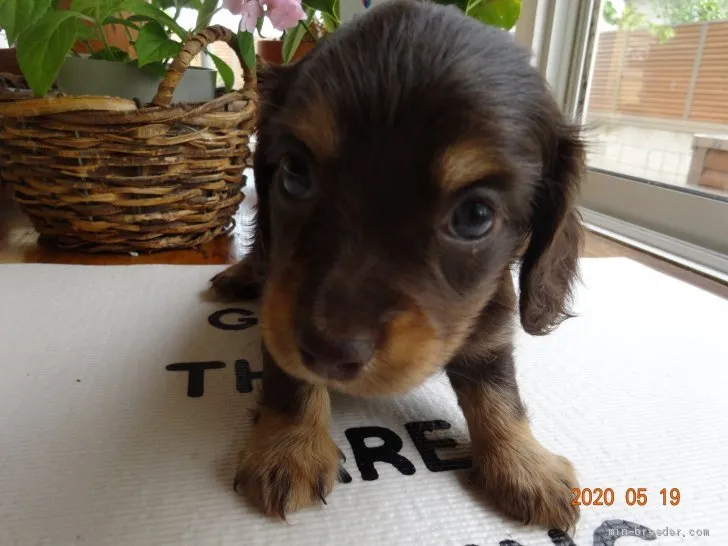 ID：2005-02399の子犬