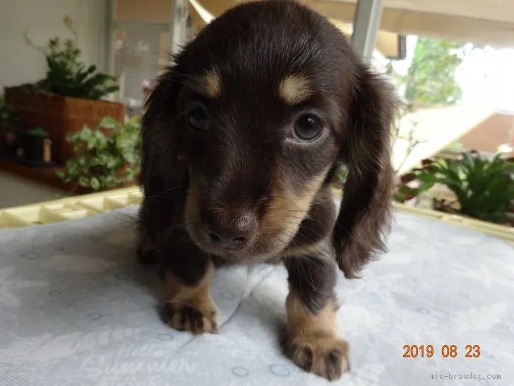 ID:1907-03216の子犬