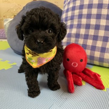 トイプードル(タイニー)【宮崎県・男の子・2023年9月5日・ブラック】の写真「真っ黒のイケメン君😌」