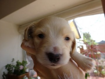 カニンヘンダックスフンド(ロング)【宮崎県・男の子・2019年2月5日・イエロー】の写真「毛色の綺麗なカニヘン君です」