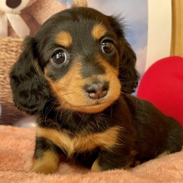 ミニチュアダックスフンド(ロング)【宮崎県・女の子・2023年12月1日・ブラック&タン】の写真「お目目の大きなかわいい女の子✨」