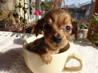 カニンヘンダックスフンド(ロング)【宮崎県・男の子・2014年12月3日・レッド】の写真「極小サイズのカニヘン君」