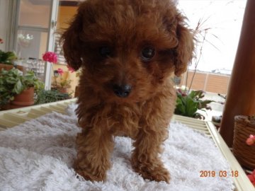 父犬ティーカッププードル 母犬チワワ【宮崎県・男の子・2019年1月10日・レッド】の写真「プードルミックス犬」