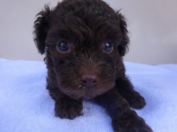 父犬ティカッププードル 母犬プードル&チワワ【宮崎県・男の子・2016年7月24日・ブラウン】の写真「ほぼプードルの男の子です」