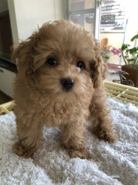 父犬ティカッププードル 母犬プードル&チワワ【宮崎県・女の子・2019年6月21日・レッド】の写真「かわいいミックスの女の子」