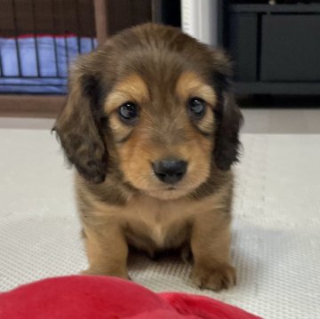 ミニチュアダックスフンド(ロング)【宮崎県・男の子・2024年6月21日・シェーデッドレッド】の写真「特別価格です」