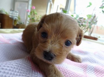 チワプー 父犬ティカッププードル 母犬チワワ【宮崎県・女の子・2016年9月17日・レッド】の写真「小さなチワプーの女の子」