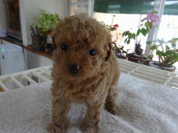 父犬ティカッププードル母犬プードルチワワハーフ犬【宮崎県・女の子・2016年1月27日・レッド】の写真「ハーフ犬の可愛い女の子」