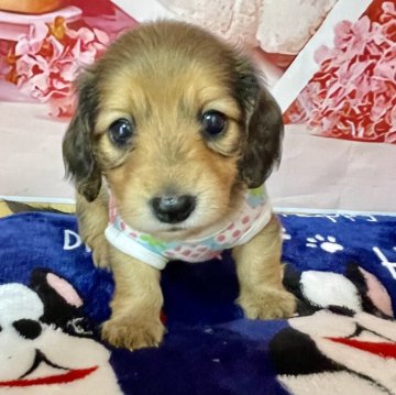 ミニチュアダックスフンド(ロング)【宮崎県・女の子・2024年6月21日・シェーデッドレッド】の写真「特別価格★」