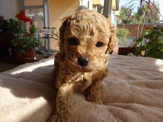 父犬ティカッププードル 母犬プードル&チワワ【宮崎県・男の子・2017年11月18日・レッド】の写真「ミックスのかわいいの男の子です」