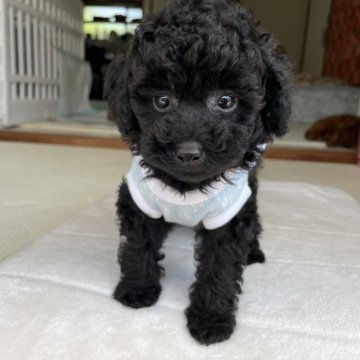 トイプードル(タイニー)【宮崎県・男の子・2023年6月24日・ブラック】の写真「可愛く成長してます^ ^」