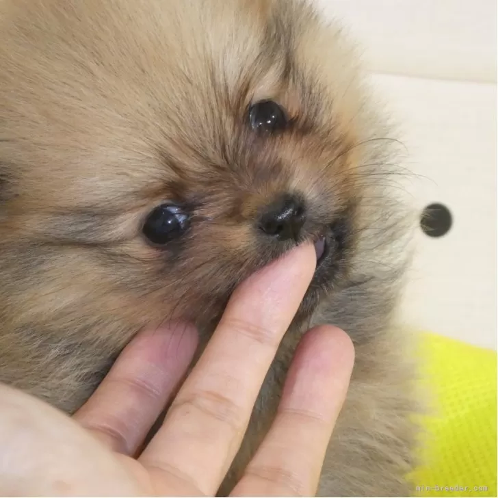 ポメラニアン【静岡県・男の子・2025年9月22日・オレンジ】の写真1