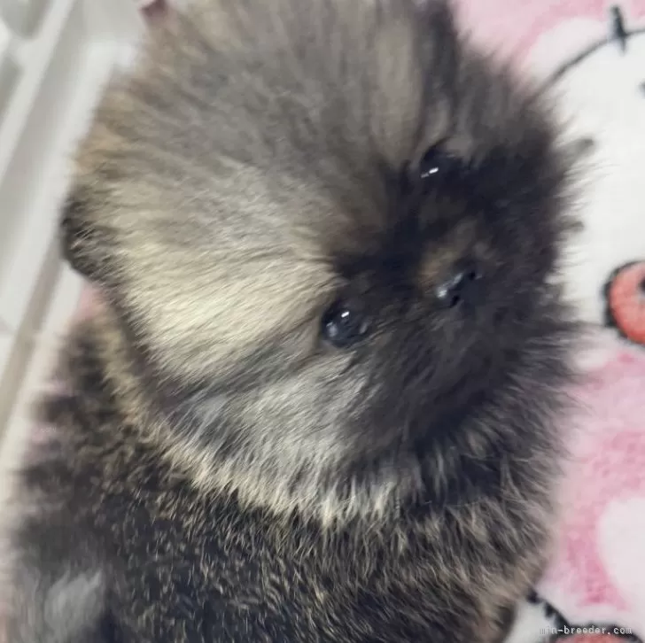 ファーニー 様のお迎えした子犬
