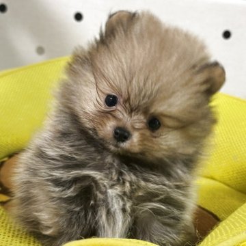 ポメラニアン【静岡県・男の子・2025年2月16日・オレンジ】の写真「小ぶりな僕。」
