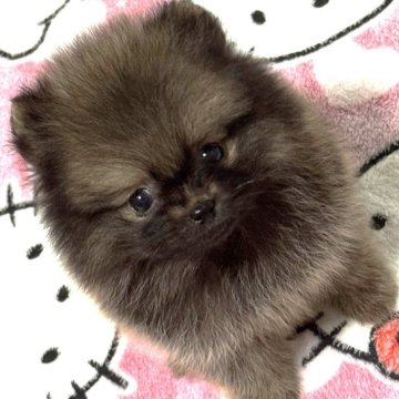 ポメラニアン【静岡県・男の子・2025年3月19日・ウルフセーブル～オレンジセーブル】の写真「チビチビ王子」
